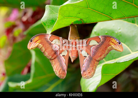 Große Atlas moth tropischer Schmetterling (attacus Atlas) ruht auf einer großen, grünen Blatt im Dschungel Vegetation. Stockfoto