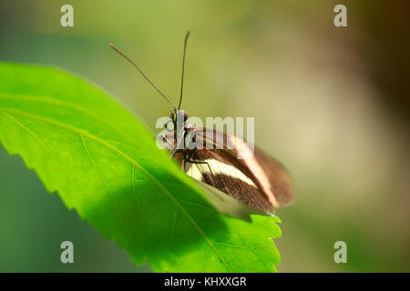 Nahaufnahme eines roten Briefträger tropischer Schmetterling heliconius Erato ruht auf Dschungel Vegetation und blühenden Blumen. Stockfoto