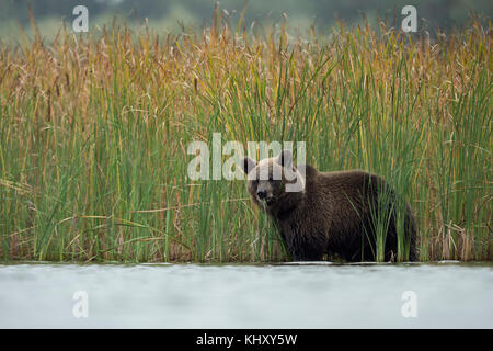 Braunbär ( Ursus arctos ), junges Junge, Jugendlicher, im flachen Wasser zwischen herbstlich gefärbtem Schilf stehend, auf Gras fütternd, sieht niedlich aus, Europa. Stockfoto