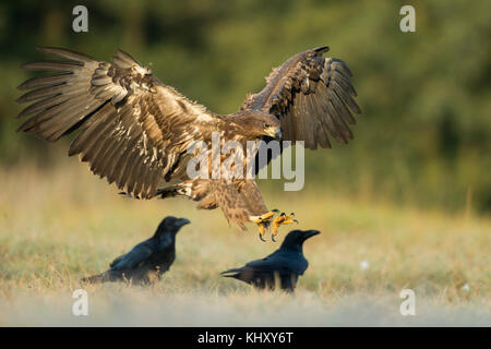 Weißwedeladler / Seeadler / Seeadler ( Haliaetus albicilla ) juvenil, landend auf einer Wiese neben einigen Raben, offenen Flügeln, frühmorgendlichem Licht, Stockfoto