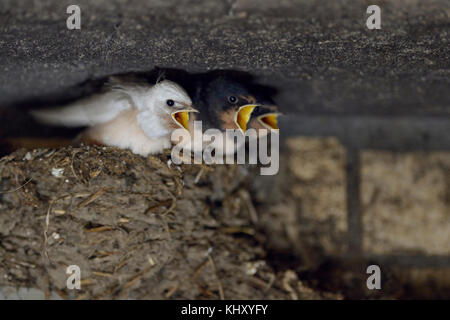 Scheunenschwalben ( Hirundo rustica ), Küken im Nest, fast flügge, eines mit einem seltenen Gendefekt, weißes Gefieder, Leucismus, Europa. Stockfoto