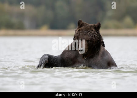 Braunbär / Braunbaer ( Ursus arctos ), erfrischend, baden, schwimmen, spielen, jagen in einem See, zeigt seine Pfote, frontaler Schuss, sieht lustig aus, Europa Stockfoto