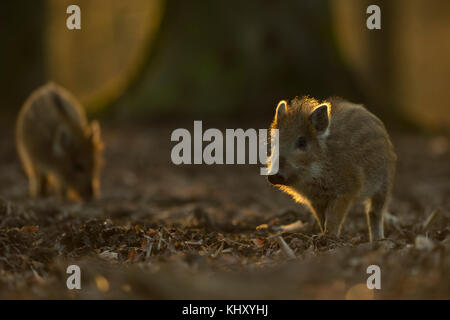 Wildschwein ( Sus scrofa ), kleine gestreifte Ferkel, etwa zwei Wochen alt, erkunden ihre Umgebung, Lebensraum, in der Dämmerung, schöne Hintergrundbeleuchtung, Europa. Stockfoto