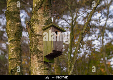 Wald Vogel Nistkästen; alte Holz-, früher Vogel Nistkästen im Winter woodland, Southport, Großbritannien Stockfoto