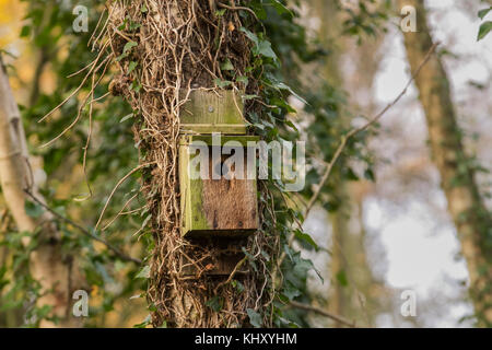 Wald Vogel Nistkästen; alte Holz-, früher Vogel Nistkästen im Winter woodland, Southport, Großbritannien Stockfoto