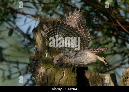 Kleine Eule / Steinkauz ( Athene noctua ), junge Jugendliche, Jungtiere, hebt von einem alten Weidenbaum ab, fliegend, in Flucht, Wildtiere, Europa. Stockfoto