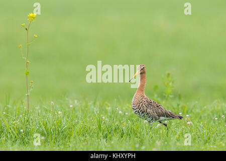 Ein Männchen Uferschnepfe (limosa limosa) gerade für diese Jahreszeit zurück und Spaziergänge elegant auf Ackerland. Die meisten der europäischen Bevölkerung Rasse in der n Stockfoto