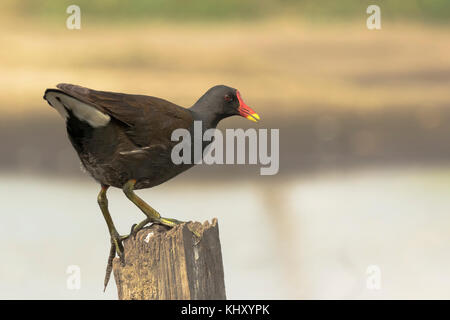 In der Nähe einer gemeinsamen Sumpfhuhn, Gallinula chloropus, Klettern eine hölzerne Stange auf der Suche nach Insekten. Stockfoto