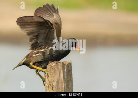 In der Nähe einer gemeinsamen Sumpfhuhn, Gallinula chloropus, Klettern eine hölzerne Stange auf der Suche nach Insekten. Stockfoto