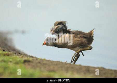 Nahaufnahme einer Jungen gemeinsamen Sumpfhuhn, Gallinula chloropus, Nahrungssuche auf eine Bank neben einem Teich. Wasser auf dem Hintergrund, selektiven Fokus verwendet. Stockfoto