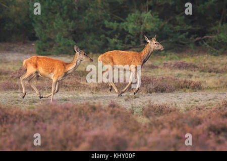 Nahaufnahme eines weiblichen Rotwild doe und fawn Cervus elaphus und Beweidung in Heide während der Brunftzeit posieren. Stockfoto