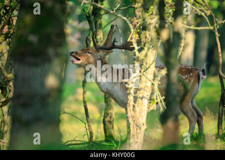 Nahaufnahme, Porträt einer männlichen Damwild Hirsch, Dama Dama, brünstige Verhalten tief in einem dunklen grünen Wald im Herbst Saison versteckt. Stockfoto