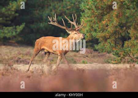 Rothirsch Cervus elaphus Hirsch mit großen Geweih und jagt Weibchen während der Brunftzeit in Heide Stockfoto