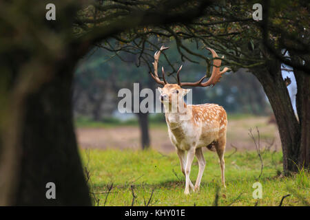 Big Damwild Buck, Dama Dama, mit großen Geweih zu Fuß in einer grünen Wald im Herbst Saison. Stockfoto