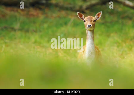 Damwild fawn, Dama Dama, wandern und die Nahrungssuche im Sonnenaufgang Licht und Sonnenstrahlen in einem grünen Wald im Herbst Saison. Stockfoto