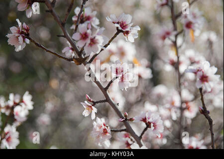 Sweet Almond Tree, blühende, Darstellung von Clustern von empfindlichen und kleine rosafarbene Blumen unter Morgensonne Stockfoto