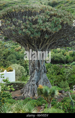 Berühmte Dracaena Draco oder Drago milenario, in Teneriffa, Kanarische Inseln, Spanien Stockfoto