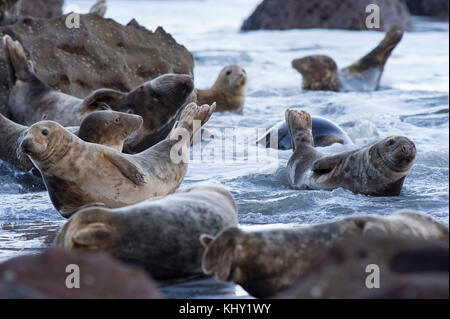 Die kegelrobbe (halichoerus grypus) am felsigen Strand unten Ravenscar bei Robin Hoods Bay, Whitby an der Küste von North Yorkshire, Großbritannien Stockfoto