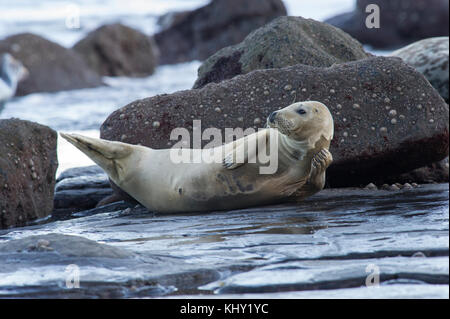 Eine Kegelrobbe (halichoerus grypus) am felsigen Strand unten Ravenscar bei Robin Hoods Bay, Whitby an der Küste von North Yorkshire, Großbritannien Stockfoto