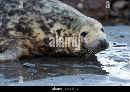 Eine Kegelrobbe (halichoerus grypus) am felsigen Strand unten Ravenscar bei Robin Hoods Bay, Whitby an der Küste von North Yorkshire, Großbritannien Stockfoto