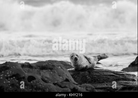 Eine Kegelrobbe (halichoerus grypus) am felsigen Strand unten Ravenscar bei Robin Hoods Bay, Whitby an der Küste von North Yorkshire, Großbritannien Stockfoto