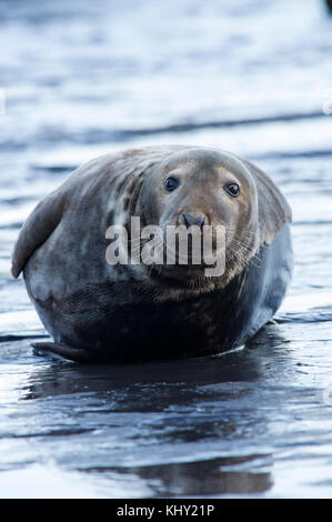 Eine Kegelrobbe (halichoerus grypus) am felsigen Strand unten Ravenscar bei Robin Hoods Bay, Whitby an der Küste von North Yorkshire, Großbritannien Stockfoto