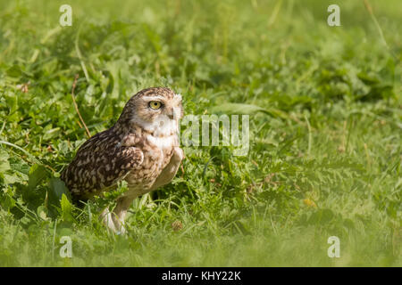 Grabende Eule (athene cunicularia) außerhalb seines Burrow, in einer grünen Wiese Stockfoto