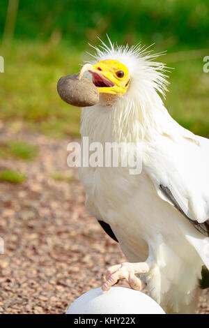 Schmutzgeier (neophron percnopterus) Raubvogel, genannt auch die weiße scavenger Geier oder des Pharao Huhn, brach eine große, weiße Eier mit einer s Stockfoto