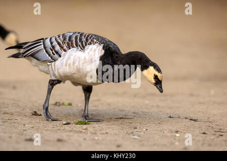 Nahaufnahme, Porträt einer weißwangengans (branta leucopsis) Nahrungssuche und gehen auf Schmutz. Stockfoto