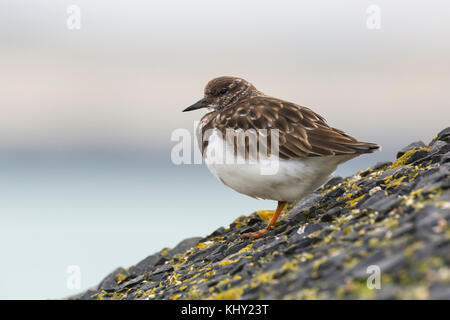 Ruddy turnstone waten Vogel, arenaria interpres, nahrungssuche zwischen den Felsen am Seeufer. diese Vögel in Schwärmen an der Küste leben und sind Zugvögel. Stockfoto