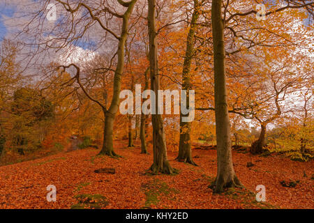 Herbst in Alderley Edge Holz in Cheshire, England. UK. Stockfoto