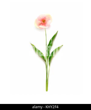 Minimalistischer Blume aus verzweigen. Flach. minimalen Begriff Stockfoto