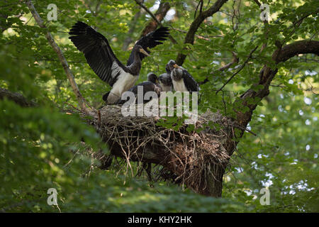 Schwarzer Storch/schwarzstorch (Ciconia nigra), Nachkommen, nestlinge, fast Flügge, Flattern mit Flügeln, in der typischen Nest, Horst in eine Baumkrone versteckt Stockfoto