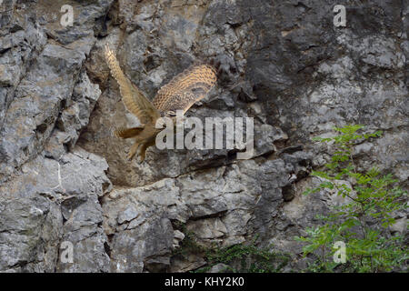 Eule / Europäischer Uhu ( Bubo bubo ) Jugendliche, junge Erwachsene, die aus einem Felsen abheben, vor einer Vogelscheuchen fliegen, Wildtiere, Europa. Stockfoto