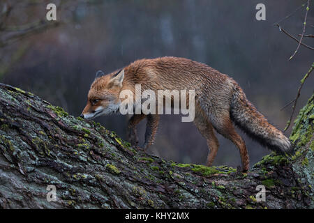 Red Fox/Rotfuchs (Vulpes vulpes) Erwachsene mit nassem Fell, klettern auf einen Baum, der Jagd, der perfekte Geruchssinn, Riechen, regnerischer Tag, Wildlife, Europa. Stockfoto