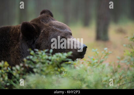 /Braunbaer Braunbär (Ursus arctos), Ruhen im Unterholz eines Waldes, schauen neugierig, Nahaufnahme, detaillierte Kopf geschossen, Europa. Stockfoto