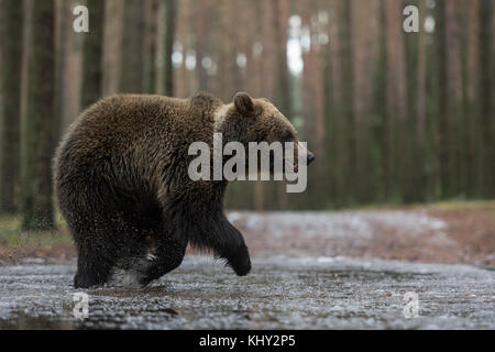 Eurasischer Braunbär ( Ursus arctos ), Junge, junger Jugendlicher, schnell durch eine gefrorene Pfütze, über eine Waldstraße, im Winter, Europa. Stockfoto