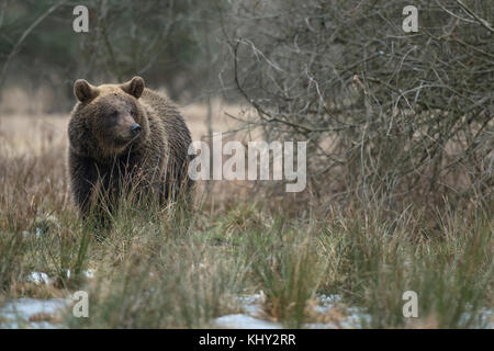 Eurasischer Braunbär / Braunbär ( Ursus arctos ), der durch ein Moorgebiet geht, neben einigen Sträuchern steht und beiseite schaut, Europa. Stockfoto