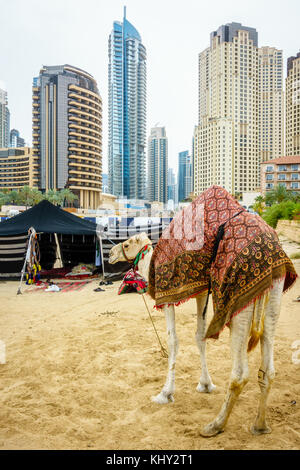 Kamel am Strand von Jumeirah Beach Residence in Dubai Stockfoto