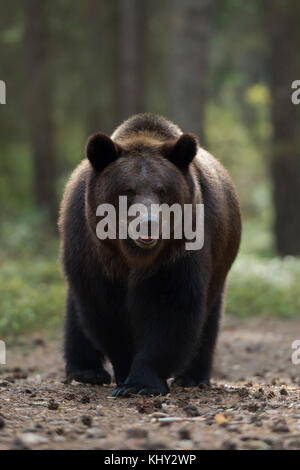 /Braunbaer Braunbär (Ursus arctos), kräftig und mächtig nach, am Rande eines Waldes, nahe kommt, warten, frontal geschossen, Europa. Stockfoto