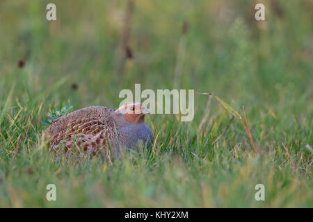 Rebhuhn (Perdix perdix), sitzend, versteckt in einer Wiese, seltene Vogelarten der offenen Felder und Ackerland, drohte durch intensive Landwirtschaft, Wildtieren, Europa Stockfoto