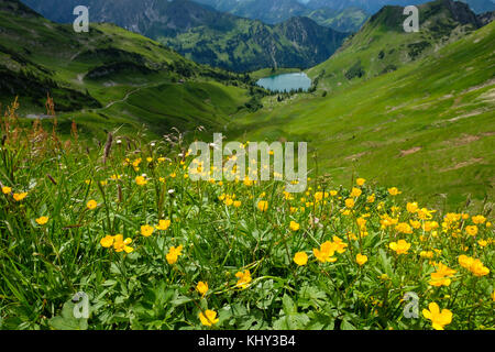 Globeflowers (Trollius europaeus) mit gelben Blüten in den Bergen am Seealpsee Stockfoto