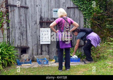 Zwei Frauen Wanderer auf der Suche nach Ehrlichkeit, Blumenzwiebeln für den Verkauf außerhalb einer Farm auf der Insel St Marys in der Scilly-inseln, Großbritannien. Stockfoto