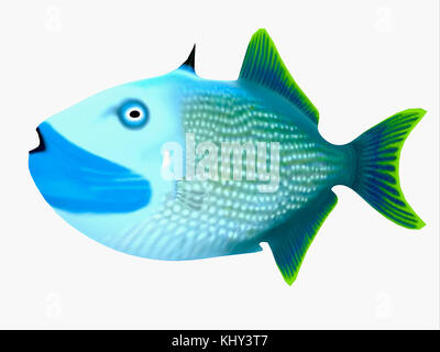 Blau Kiefer Triggerfish - Der blaue Backe Drückerfische ist ein Salzwasser Arten Rifffische in tropischen Regionen der großen Ozeane. Stockfoto