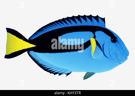 Blue Tang Fische - Die Blue Tang ist ein Fisch Salzwasser Arten Riff Fische in tropischen Regionen Indopazifik Ozeane und Plankton und Algen zu essen. Stockfoto