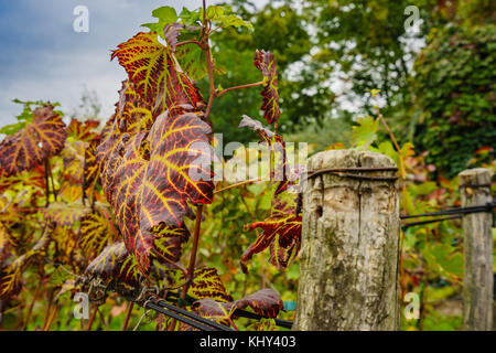 Die einzige Weinkellerei in der Stadt Paris Stockfoto