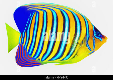 Regal Angelfish - das Regal Angelfish ist ein Salzwasser Arten Riff Fische in tropischen Regionen Indopazifik Ozeane. Stockfoto