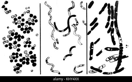 Der Begriff „Bakterien (PSF)“ bezieht sich wahrscheinlich auf eine Sammlung oder Untersuchung von Bakterienproben. Bakterien sind mikroskopisch kleine Organismen mit unterschiedlichen Eigenschaften, die für viele biologische Prozesse wie Zersetzung und Verdauung von entscheidender Bedeutung sind. Die Forschung über Bakterien hilft, ihre Rolle in Gesundheits-, Krankheiten- und Umweltsystemen zu verstehen. Stockfoto