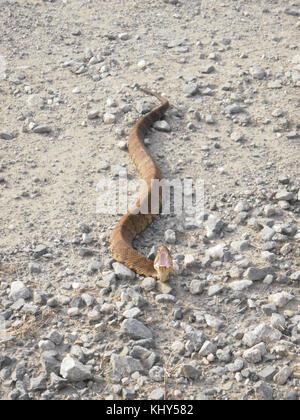 Der Baumwollmaulmaus, auch bekannt als Agkistrodon piscivorus, ist eine giftige Schlange, die im Südosten der Vereinigten Staaten vorkommt. Dieses Reptil wird an seinem weißen Mund und seinem Abwehrverhalten erkannt, wenn es bedroht ist. Stockfoto