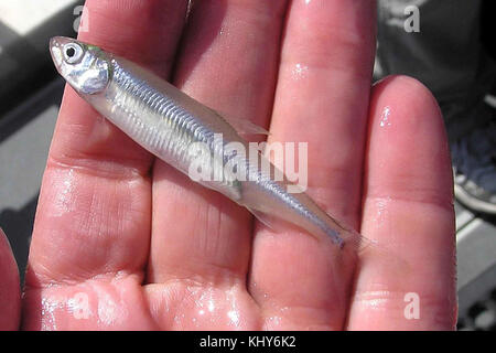 Delta roch Fisch in der Hand Stockfoto